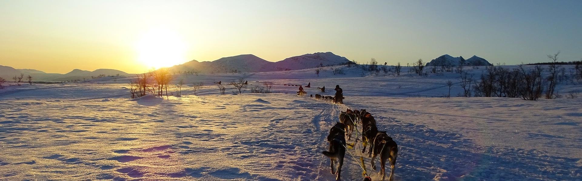 Slederit met huskyhonden in Lapland