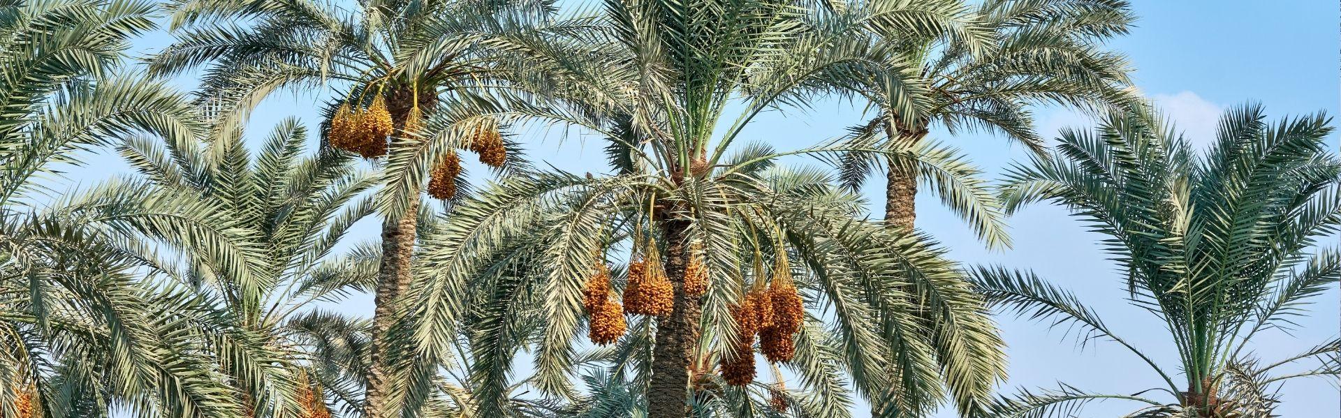 Dadelpalmen in Egypte