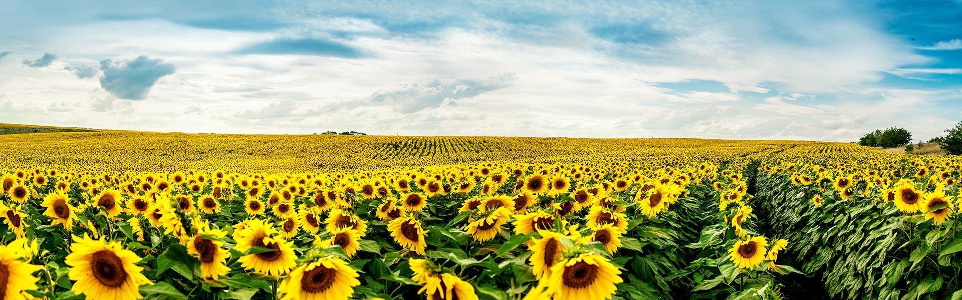 Zonnebloemen, Provence, Frankrijk