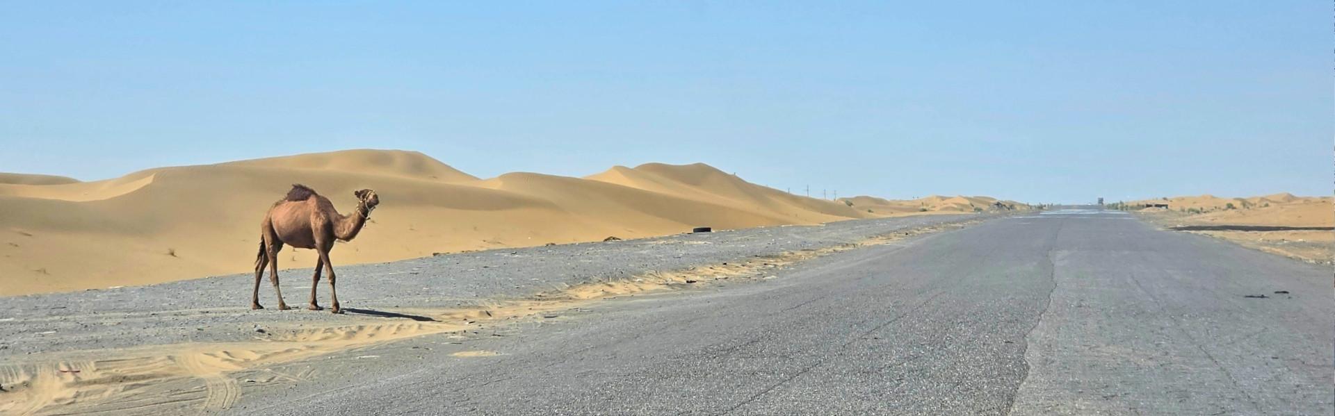 Dromedaris in de Karakumwoestijn, Turkmenistan