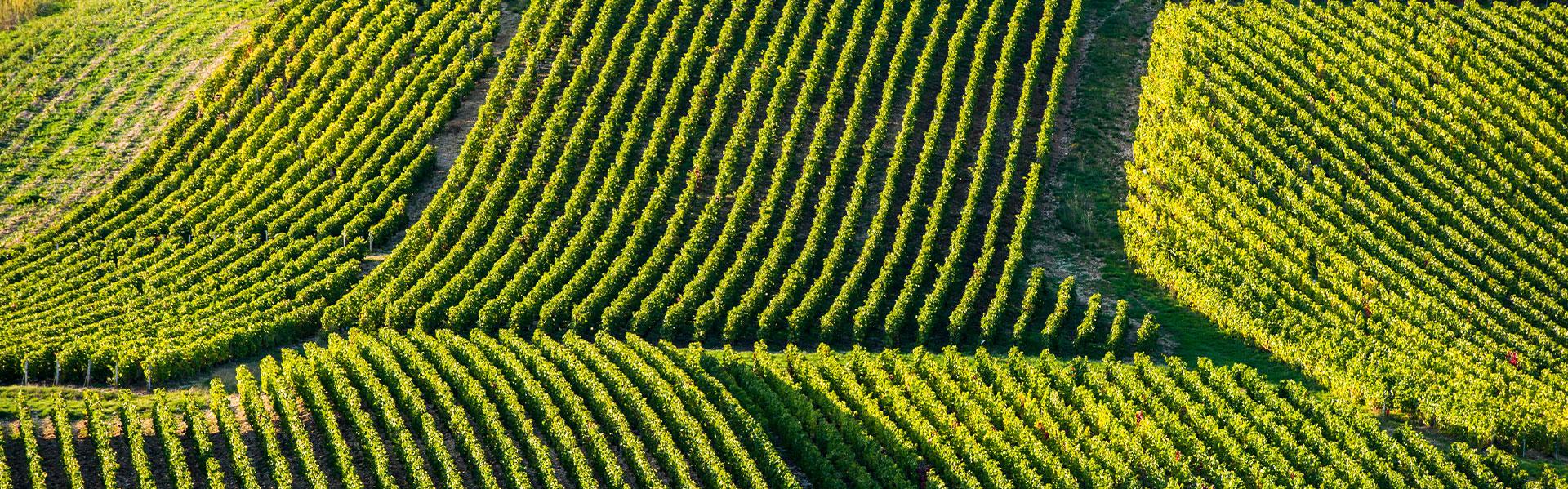 Wijnvelden in de Champagnestreek, Frankrijk