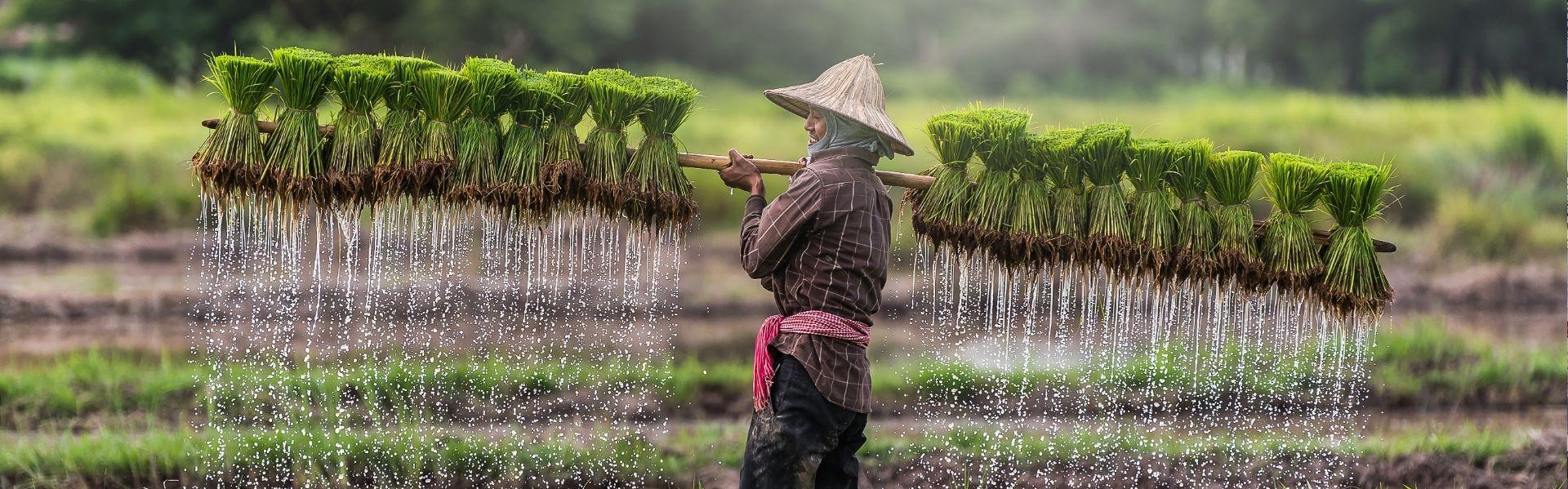 Platteland van Cambodja