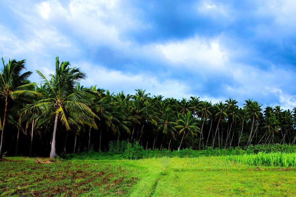 Tamil Nadu kokospalmen India