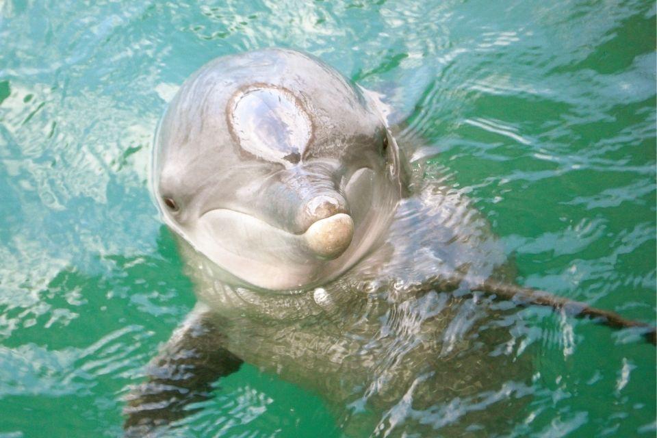 Tuimelaar dolfijn, Bali