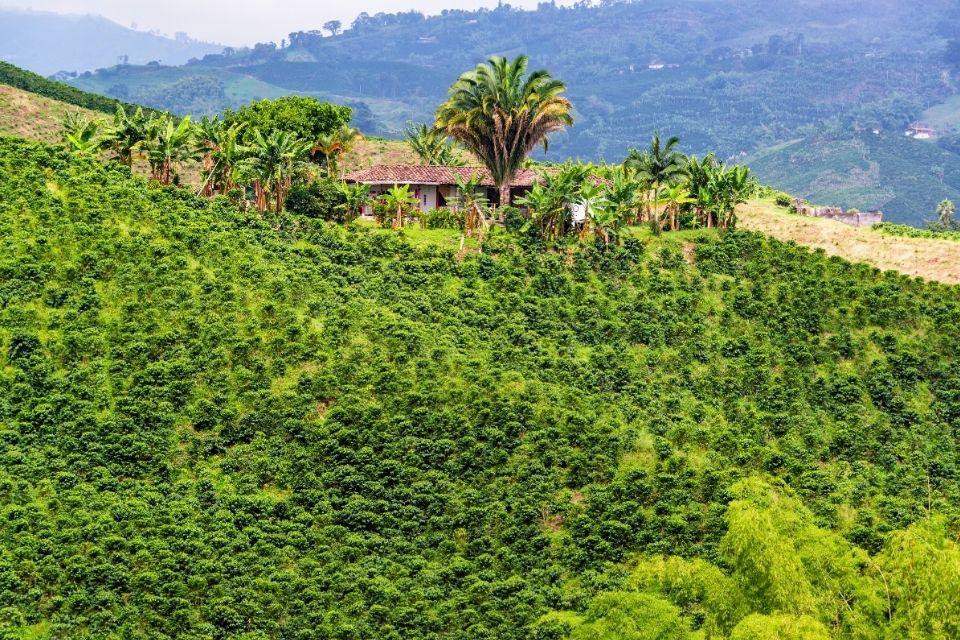 Eje Cafetero koffieregio Colombia