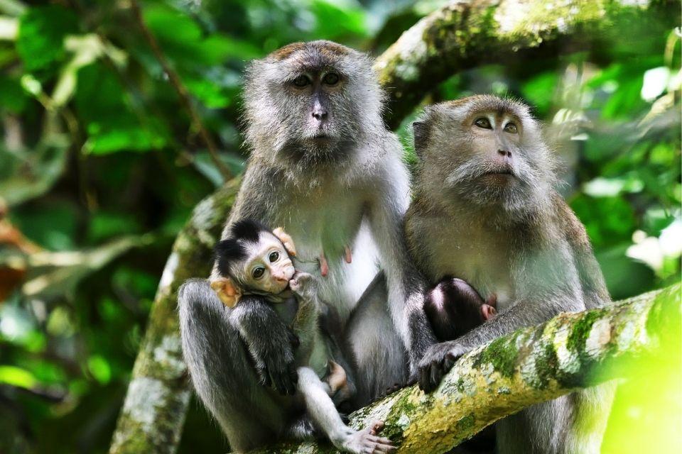 Java apen in Tamara Negara National Park, Maleisië