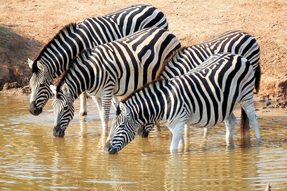 Zebra's in Addo National Park, Zuid-Afrika