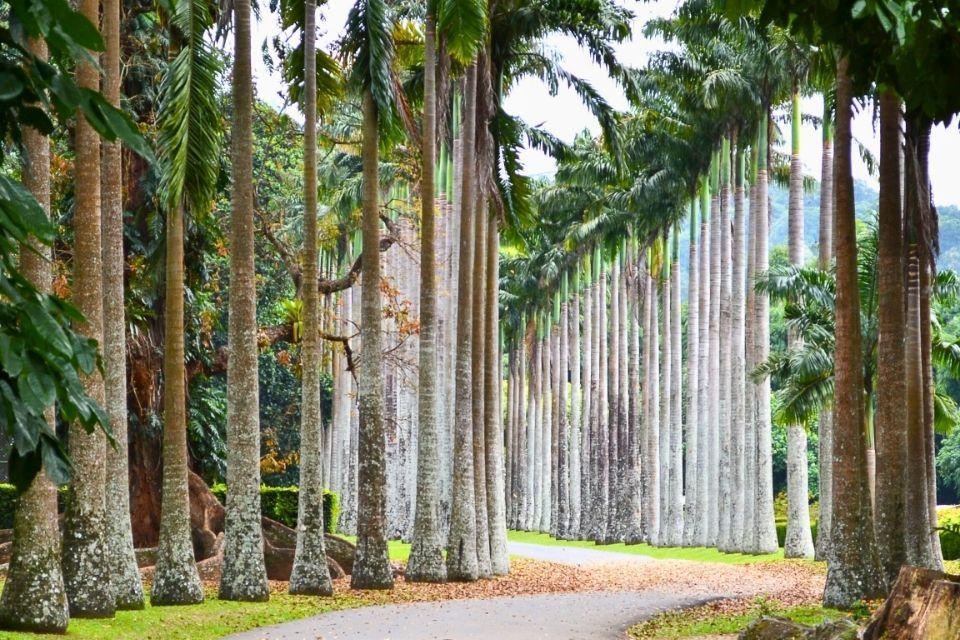 Palmbomen in Peradeniya, Sri Lanka