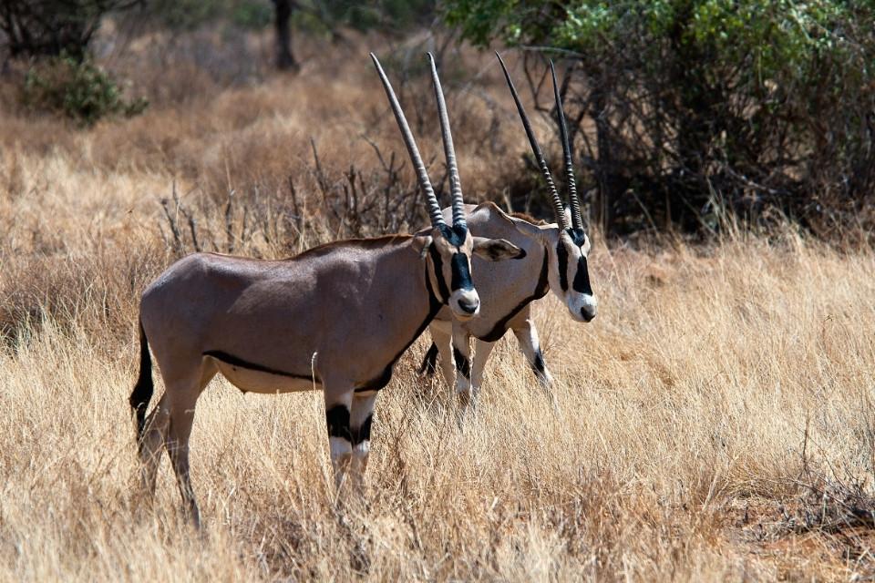 Grevy zebra's in Samburu National Park, Kenia