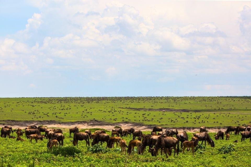 Ngorongoro Conservation Area Tanzania