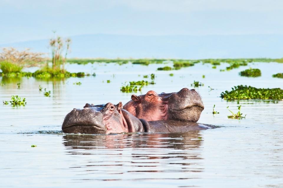 Nijlpaarden bij Lake Navaisha, Kenia