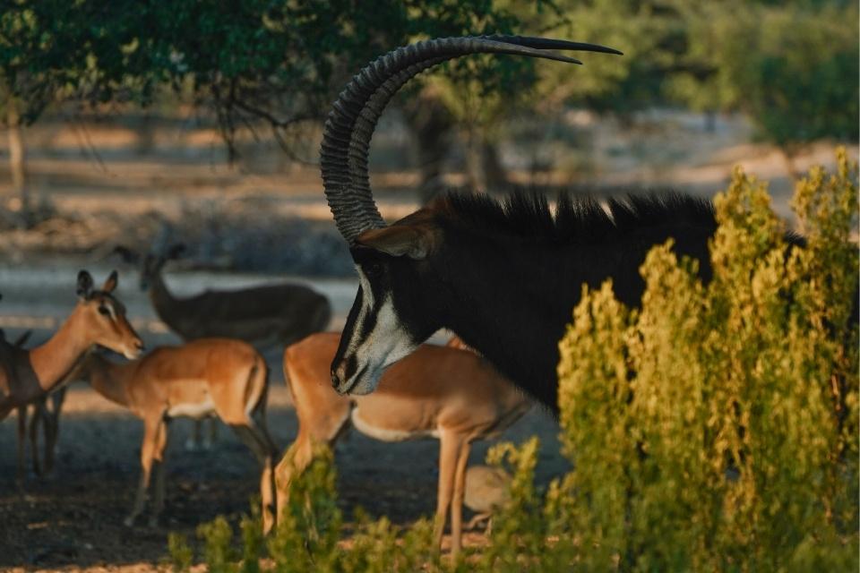 Sabelantilope in Etosha National Park, Namibië