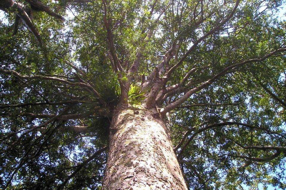 Een kauri-boom, Nieuw-Zeeland