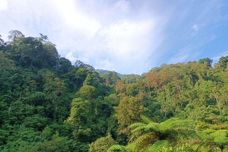 Tropisch regenwoud in de Anai-vallei, Sumatra, Indonesië
