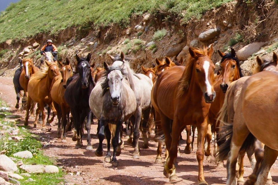 Paarden in Kirgizië