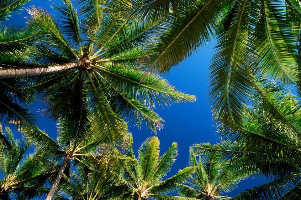 Palmen in Palm Cove, Australië