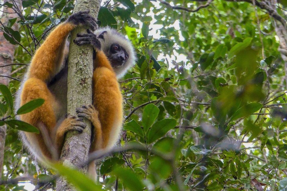 Andasibe National Park Madagaskar