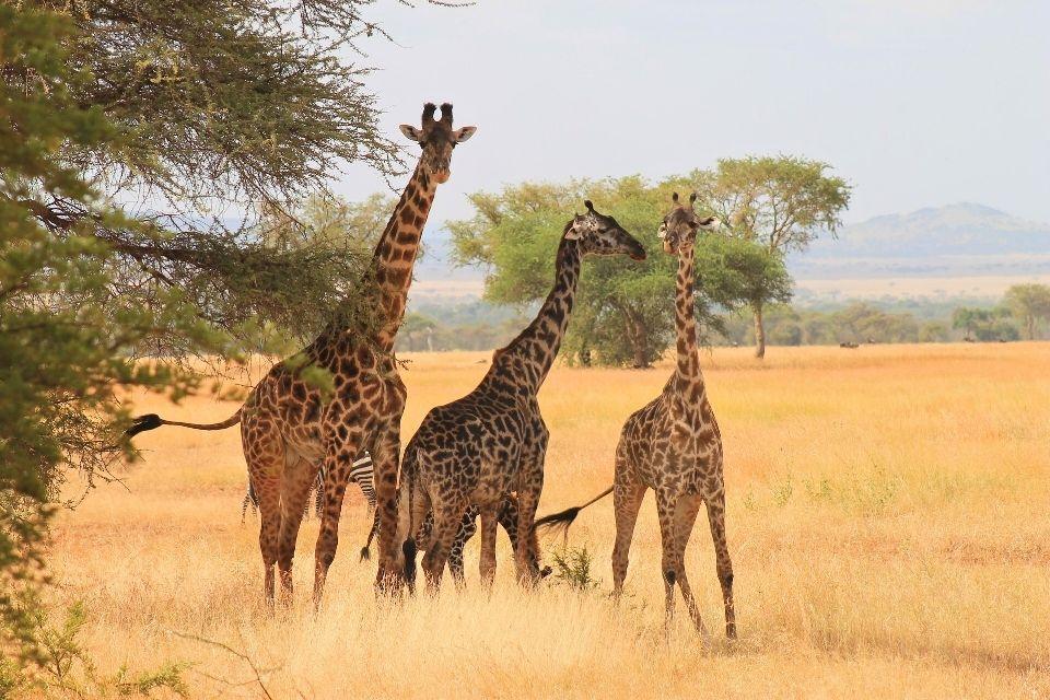 Serengeti Tanzania