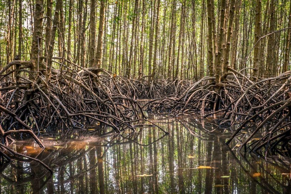 mangrovebos bij Tatai Cambodja