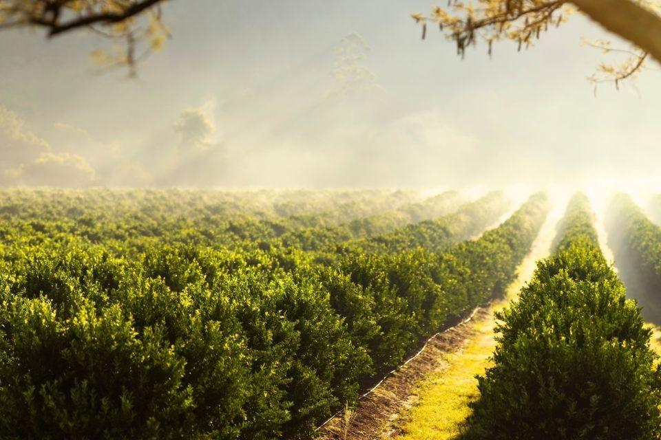 Koffieplantage in Sabie Valley Zuid-Afrika