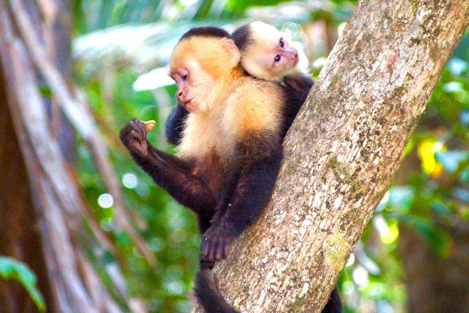 Manuel Antonio National Park Costa Rica