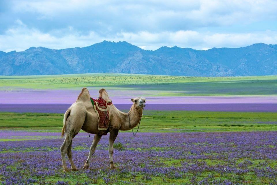 Kameel in de Kleine Gobi-woestijn Mongolië
