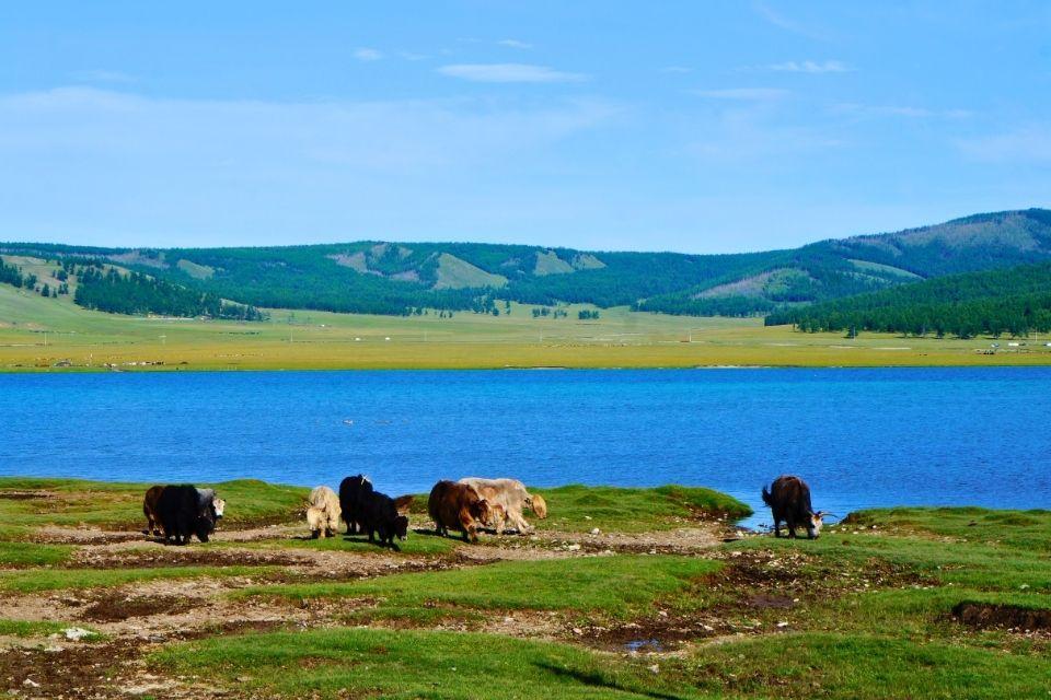 Jaks aan het blauwe Khovsgolmeer Mongolië