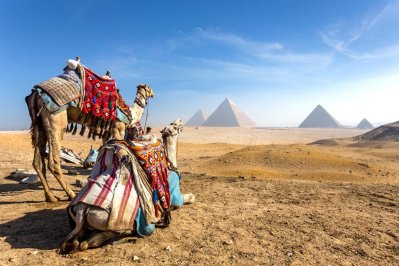 Kamelen bij piramides van Gizeh, Egypte Kamelen bij piramides van Gizeh, Egypte