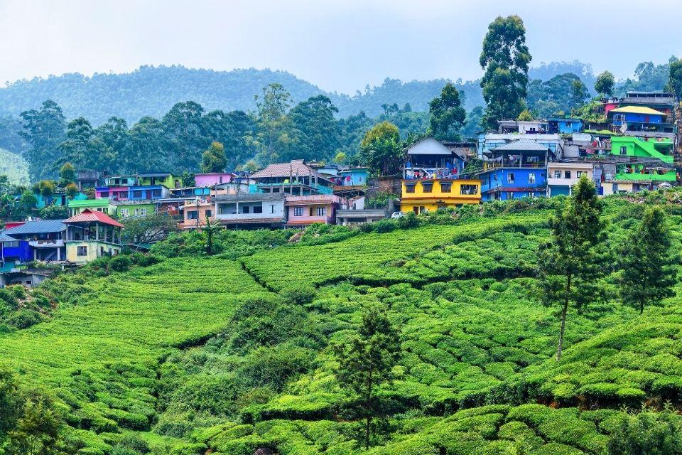 Theevelden rond Munnar India