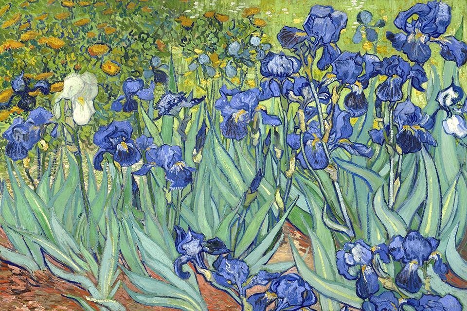 Irissen, Van Gogh