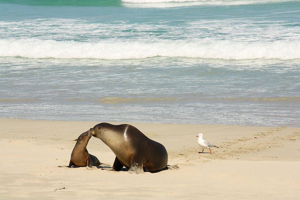 Seal Bay Conservation Park op Kangaroo Island, Australië