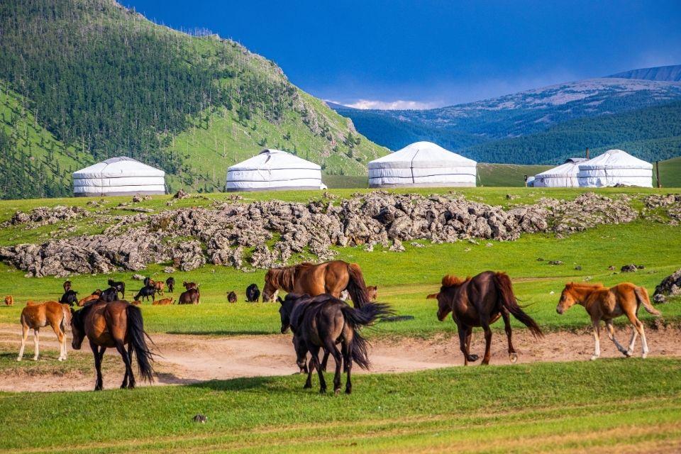 Paarden in de Orkhonvallei Mongolië