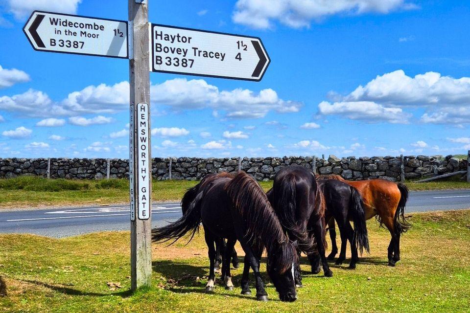Wilde paarden in Dartmoor National Park Devon Groot-Brittannië