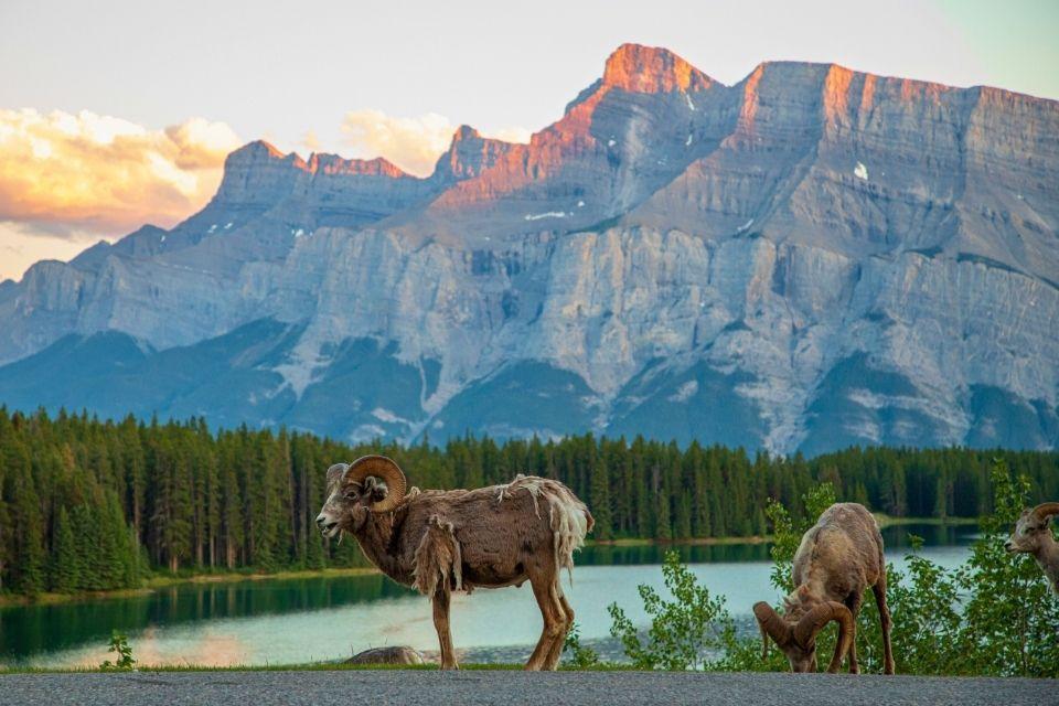 Dikhoornschapen bij de Vermilion Lakes rond Banff Canada