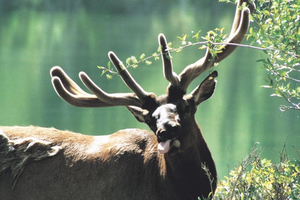 Jasper National Park