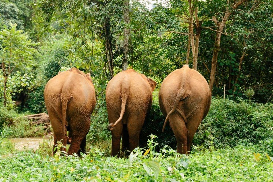 Elephant Valley Project bij Mondulkiri Cambodja