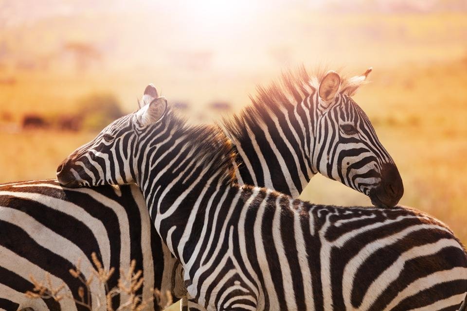 Zebra's in Kruger National Park in Zuid-Afrika