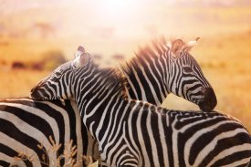Zebra's in Kruger National Park in Zuid-Afrika Zebra's in Kruger National Park in Zuid-Afrika