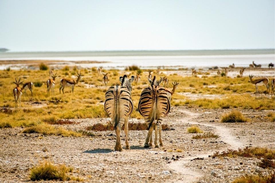Zebrakudde in het Etosha National Park, Namibië