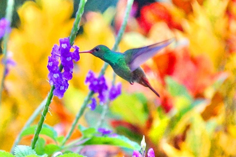 Kolibri Costa Rica