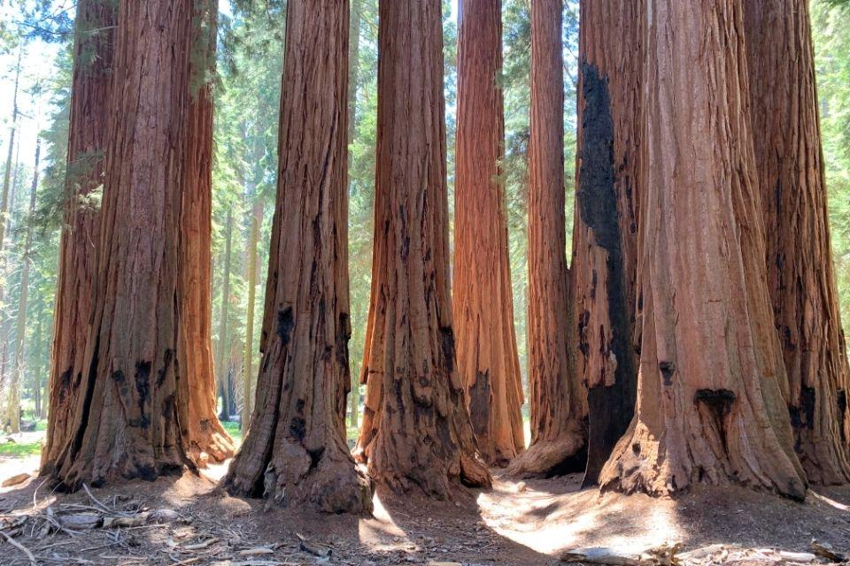 Sequoia National Park, Amerika