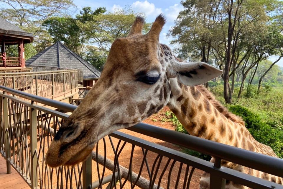 Een rothschildgiraffe in het Giraffe Centre, Nairobi, Kenia
