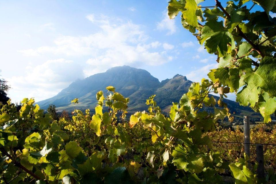 De prachtige Kaapse wijnlanden Zuid-Afrika