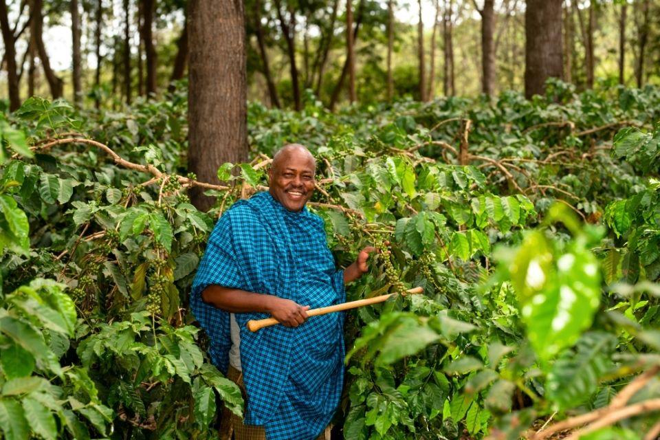 Koffieplantage Ngorongorokrater Tanzania