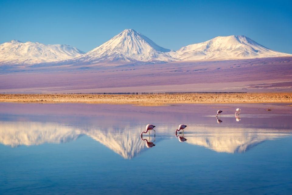 Flamingo's in Salar de Atacama Chili