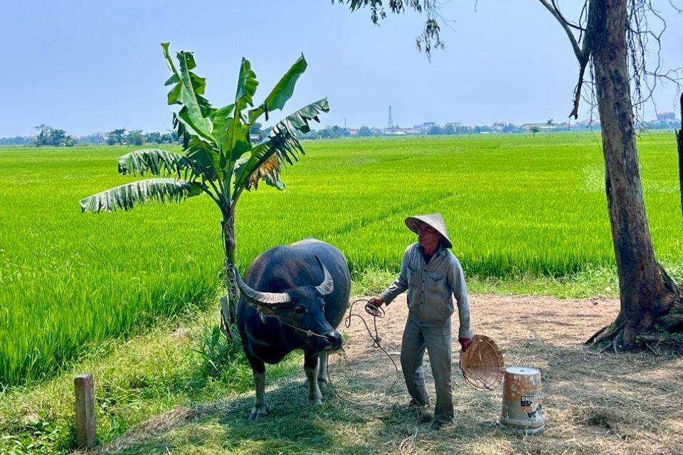 Rijstvelden in Hoi An, Vietnam | Foto reizigster Jessica Schmidt