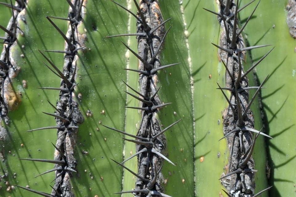Cactus in Zapotitlán, Mexico
