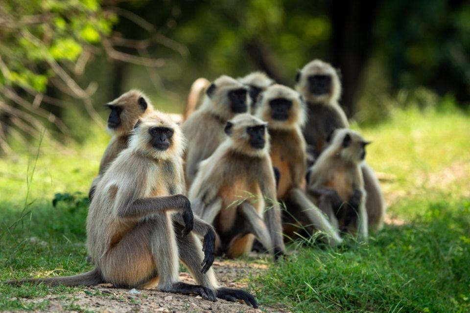 Ranthambore National Park India