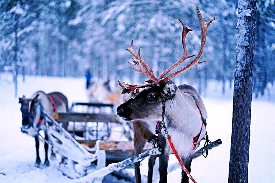 Rendieren winter Noorwegen