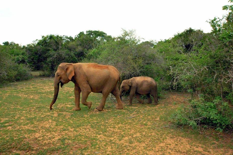 Olifanten in Udawalawe, Sri Lanka